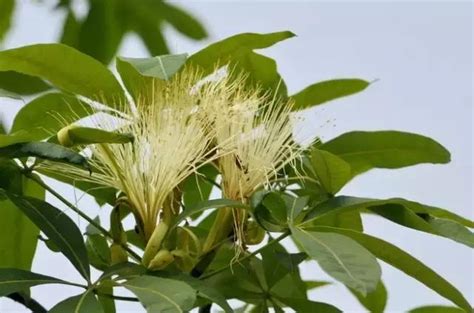 發財樹開花|發財樹也能開花，全靠這秘訣